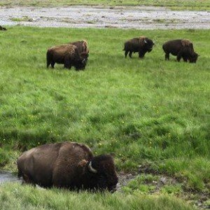 A Yellowstone Bison Photo Goes Terribly Wrong