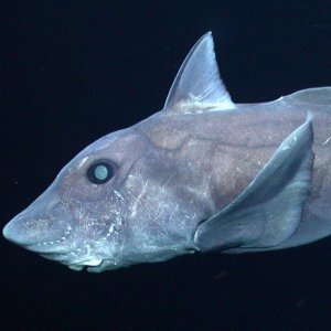 Ghost Shark Species Captured on Camera for the First Time