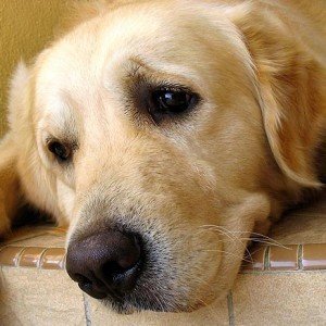 The One Table Scrap You Should Stop Feeding Your Pets - ZergNet