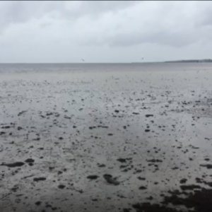 Hurricane Irma Sucks Away Tampa Bay Water