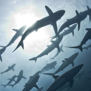 What Do Sharks and Other Marine Animals Do During a Hurricane?