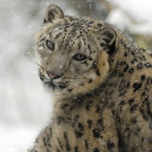 Snow Leopards Are Finally No Longer Listed as Endangered - ZergNet