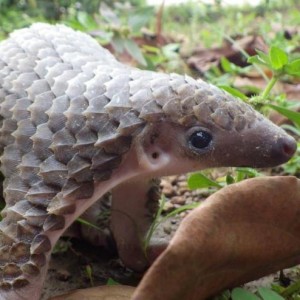 The Cutest Weird Looking Animal You'll Ever See