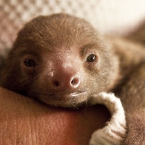 Sleepy Sloths Are Too Cute To Handle