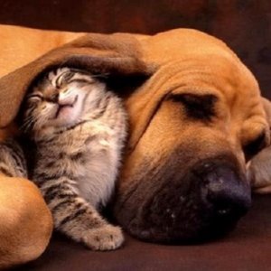 10 Cat and Dog BFFs That Will Melt Your Heart