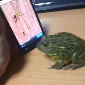 World's Best Gaming Frog?