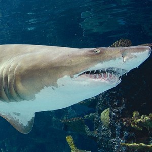 5 Little-Known Animal Facts