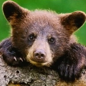 A Real Life Winnie-The-Pooh Bear