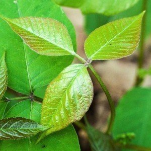 The Real Dangers of Poison Ivy Everyone Should Know