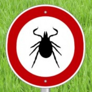 Tick Bite Side Effect You Didn't Know About - ZergNet