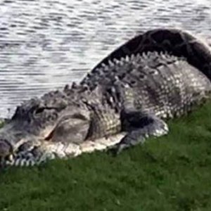 Alligator Fights Python in Front of Shocked Golfers