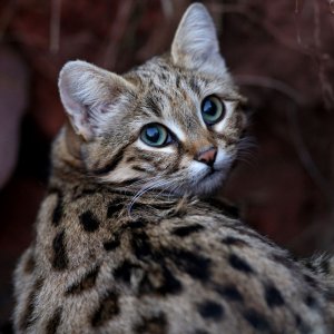 The World's Deadliest Cat Is Absolutely Adorable