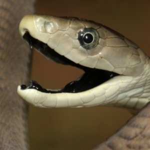 The Most Terrifying Snakes in the World - ZergNet