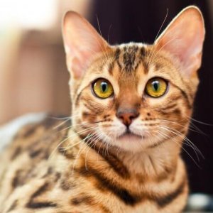 The Most & Least Expensive Cat Breeds in the World