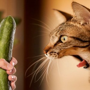 Why Are Cats Scared of Cucumbers?