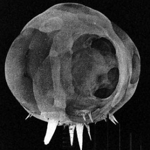 How a Nuclear Explosion Looks Milliseconds After Detonation