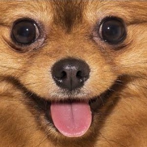 27 Most Mischievous Dogs Ever