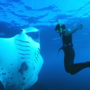 giant manta ray captivity