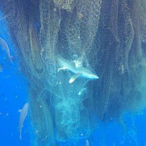'Ghost Net' Full of Tangled Sharks Is a Giant Marine Graveyard