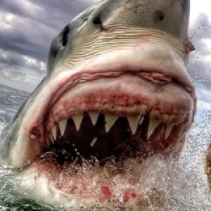 Woman Takes Incredible Close-Up Photo of a Great White Shark