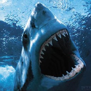 10 Awesome Shark Movies Inspired By ‘Jaws’
