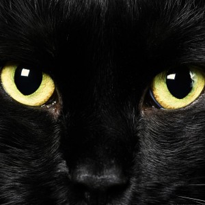 7 Facts About Black Cats You Probably Didn't Know