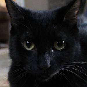 The Very First Cat Video Posted To YouTube