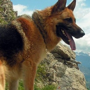 12 Dog Breeds for Personal & Home Protection