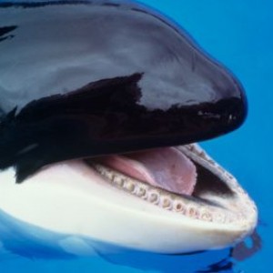 SeaWorld Rushes To Explain Mistreated Pregnant Orca