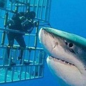 deep blue shark captured