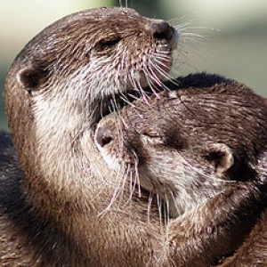 The Sea Otter Has an Even More Adorable Cousin