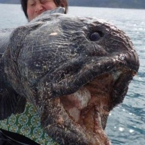 Freakishly Huge Fish That Were Actually Caught By People - ZergNet