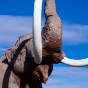 Animals Science Desperately Wants to Bring Back From Extinction