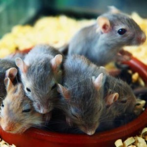 South Africans Offered Cell Phones For Catching Rats?