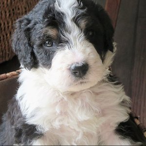 6 Cutest and Friendliest Hypoallergenic Dog Breeds