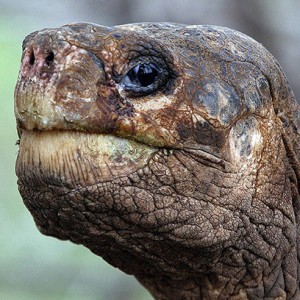 World's Loneliest Turtle Memorialized In Truly Magnificent Song