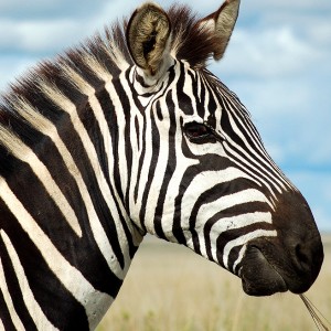 New Theory For Why Zebras Have Stripes