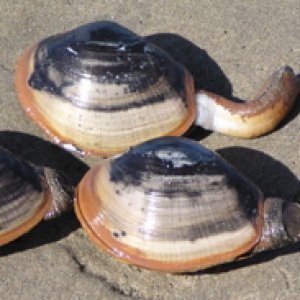 This Uncomfortable Video of a Clam Will Stick With You