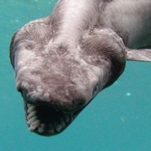 Rare Shark Caught Off the Coast of Australia - ZergNet