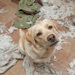 Are You Ready For A Dog?