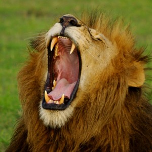 Why Are Yawns Contagious?