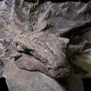 'Mummified' Dinosaur Was Found Almost Perfectly Preserved