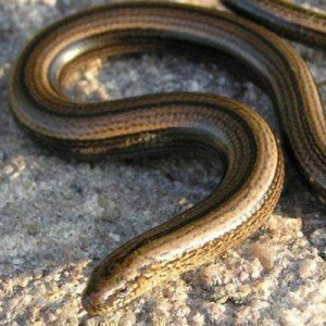 The Truth About Why There Aren't Any Snakes in Ireland