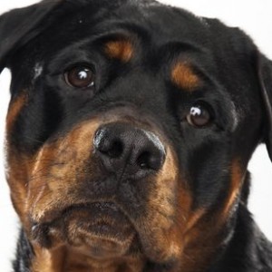 The Top 10 Most Popular U.S. Dog Breeds