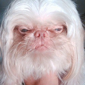 12 Dogs That Look Like British Celebs