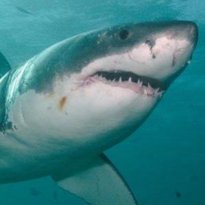 Baby Great White Sharks Surprise Southern California Beachgoers - Zergnet