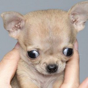 Tiny Toudi is the Smallest Dog in the World