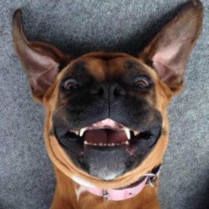 4 Ways Science Says Your Dog Is Smarter Than You Think