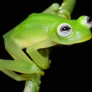 Real-Life Kermit the Frog Found in Costa Rica Is New Species