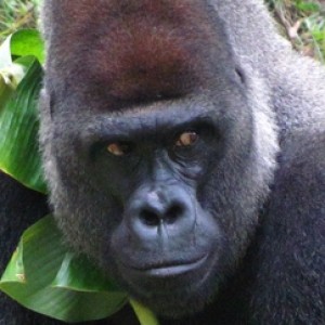 This Gorilla Is The Reason Glass Exists At Zoos